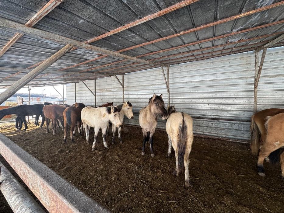 Лошади,Тай,Кунан,Донен.