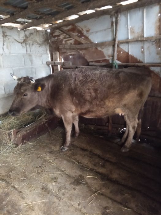 Продам сиыр 6 жасар