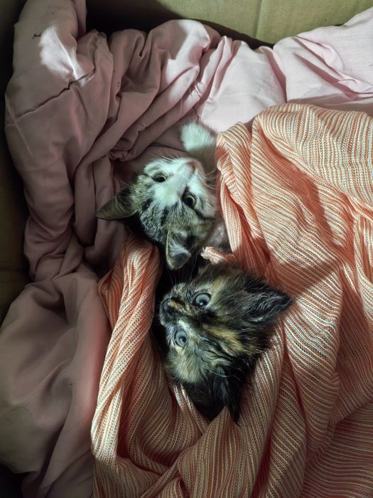 Отдам котят в добрые руки