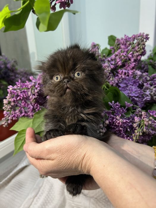 Продаются котята, вислоушки скотиш фолд. Фото реальные