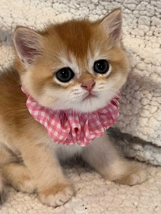 Fetiță delicată british shorthair golden chinchilla! Pedigree WCF. Felisă autorizată