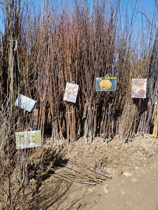 Mevali kochatlar 2,3,4 yоshar kochatlar