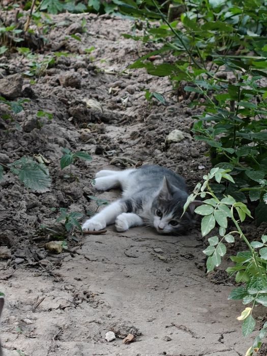 Котость 2 котенка