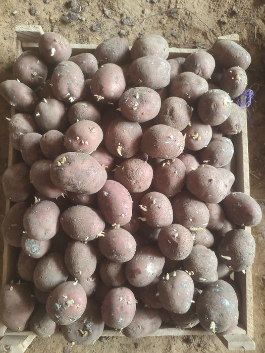 Qizil kartoshka urugʻ