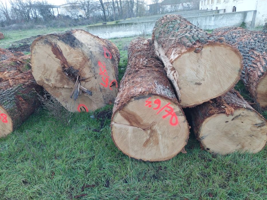 Vand bustean de Stejar