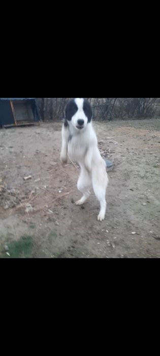 Тобет кушик сатылады.