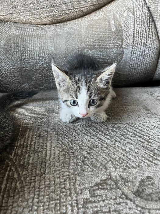 Отдам котят бесплатно