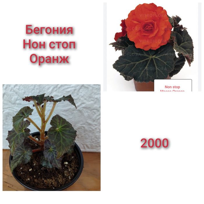 Бегония Нон стоп ,подрощенные растения
