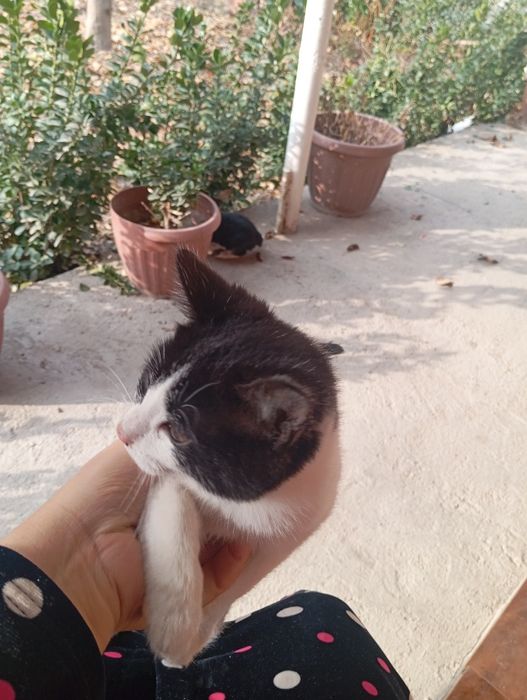 Мушук хадия килинади