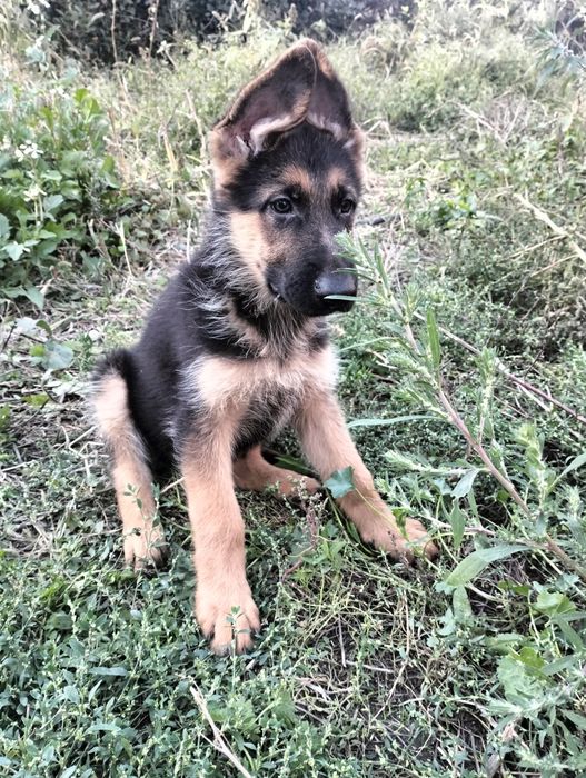 Элитные щенки немецкой овчарки