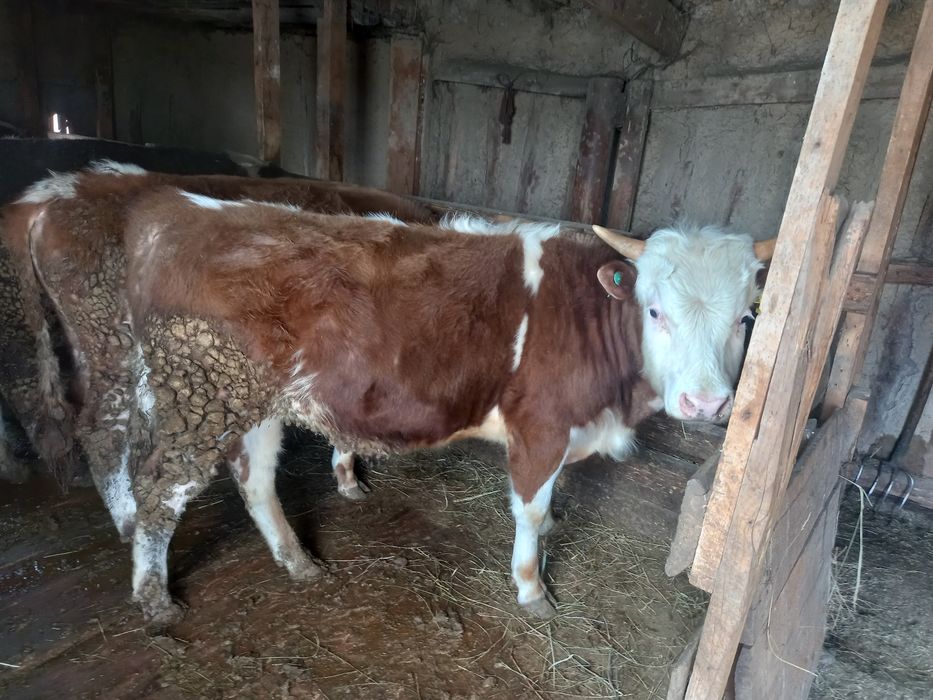 Продам бычков годовалые