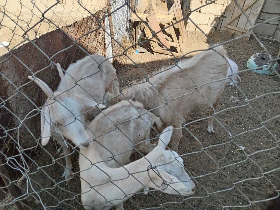 Екі ешкі лағымен сатылады