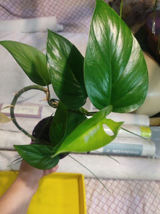 Домашние цветы, разные