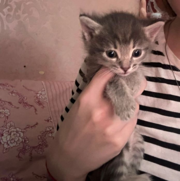 Котята пушистые, 6 штук