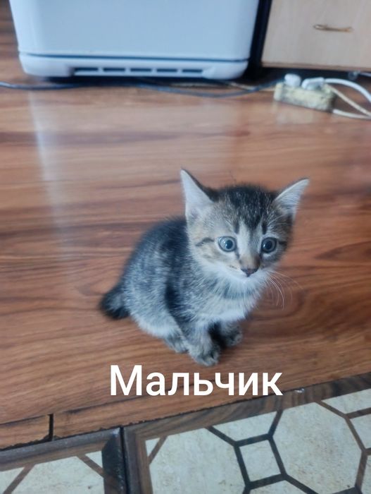 Котята ищут дом.