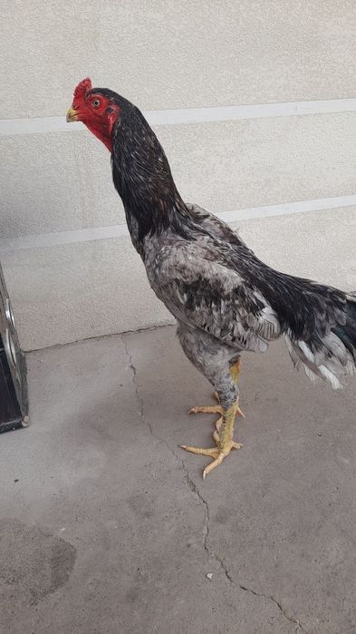 Бразиль шамо сатылады