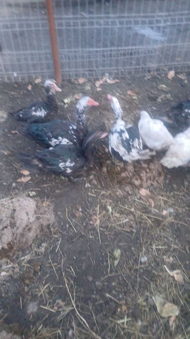 Rate mute de vanzare