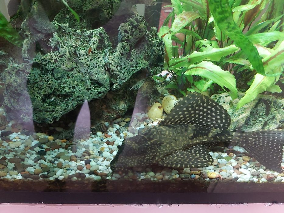 Парчовый сомик анситрус