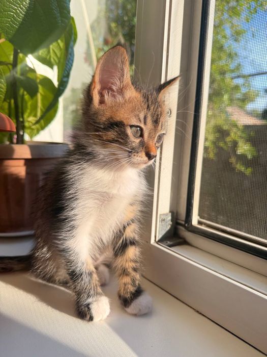 котенок девочка