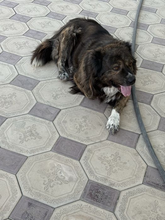 Породистая собака