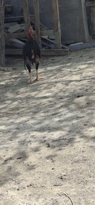 Дакан кораз дакан