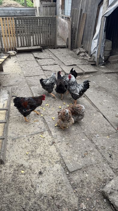 Oua incubat/incubator wyandotte