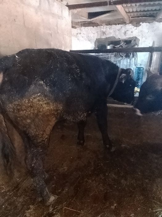 Продам 4бычков стоят на откорме