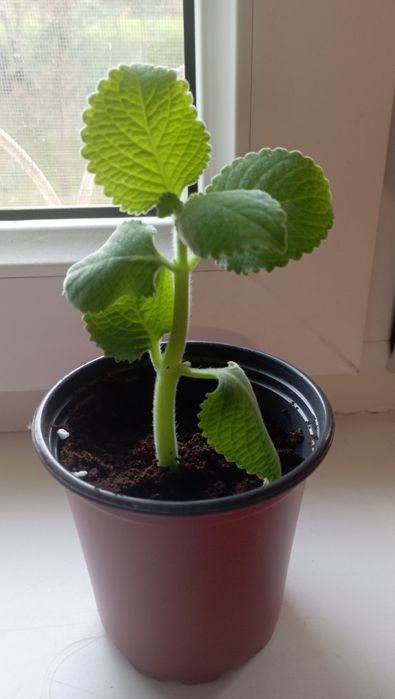 Продам комнатную мяту