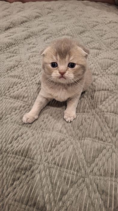 Продам котят британцев
