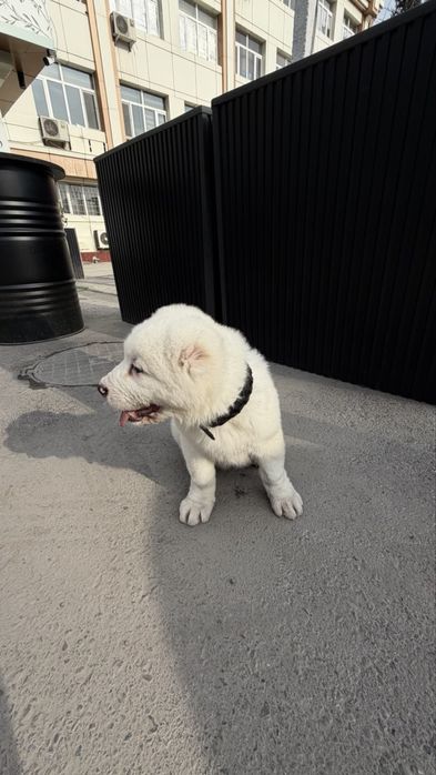 Щенок порода Алабай возраст 50дней