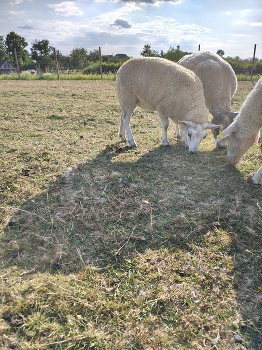 Miei texel din linie import Olanda