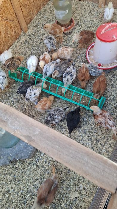 Цыплята домашние