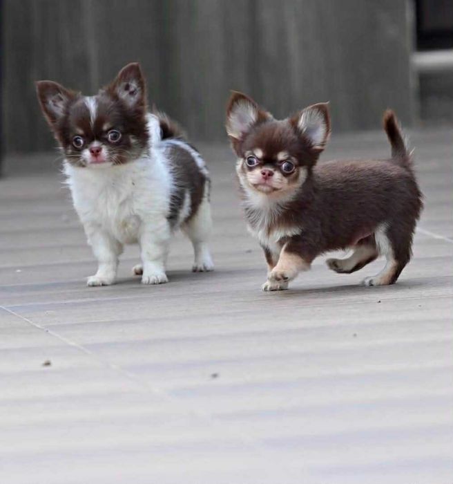 Мъжки дългокосмести мини чихуахуа шоколадови