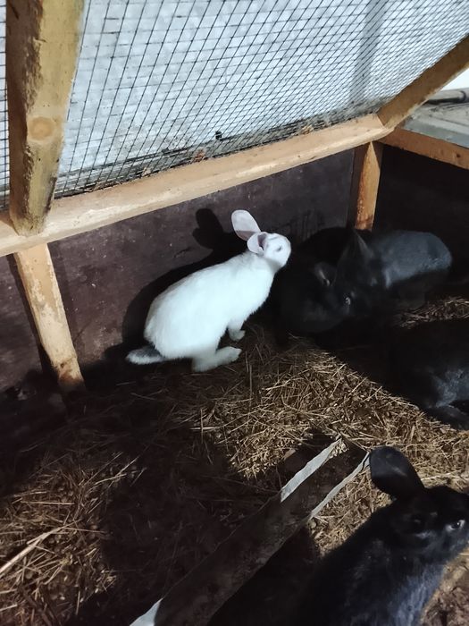 Продам домашних кроликов