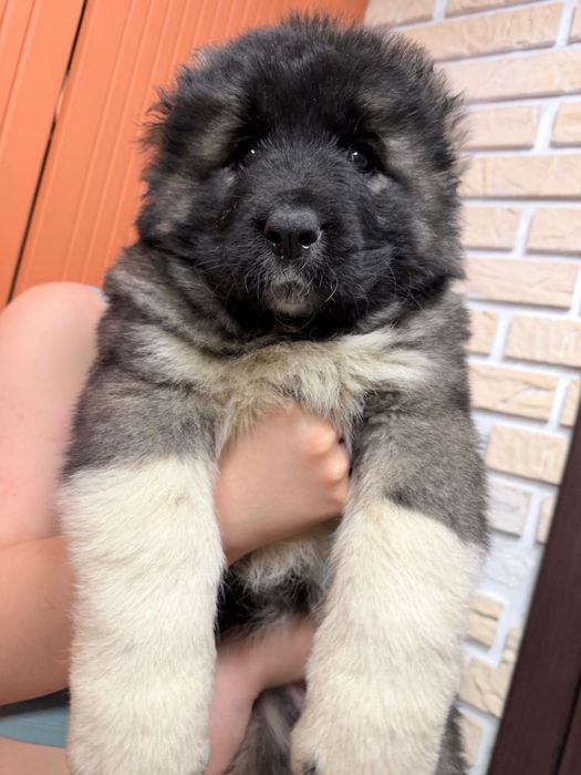 Щенки кавказкой овчарки