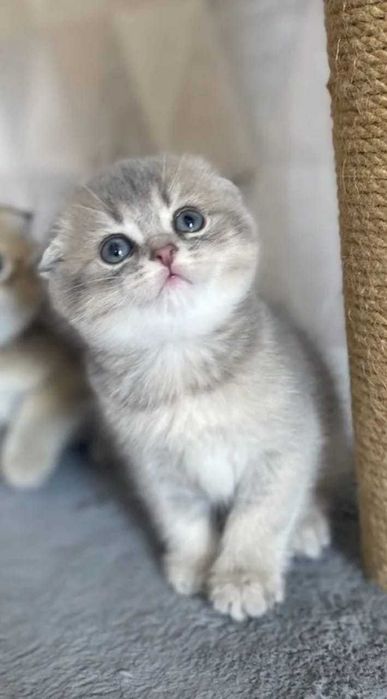 Продам Шотландских котят, дорогого окраса - Шиншилла