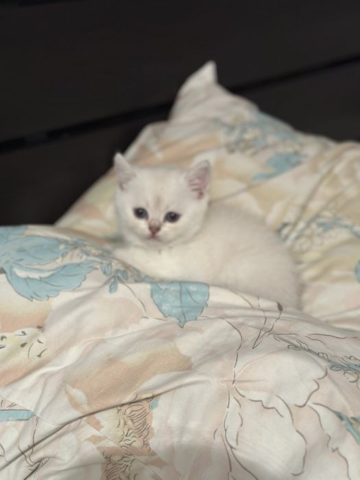 Шотландский котенок  (скоттиш-страйт.)