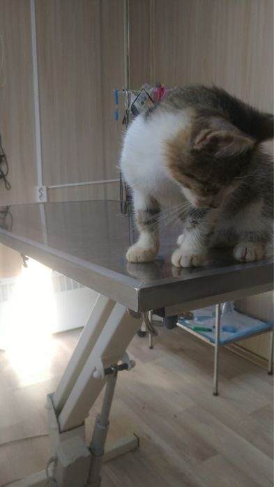 Котенок - милашка! Мальчик