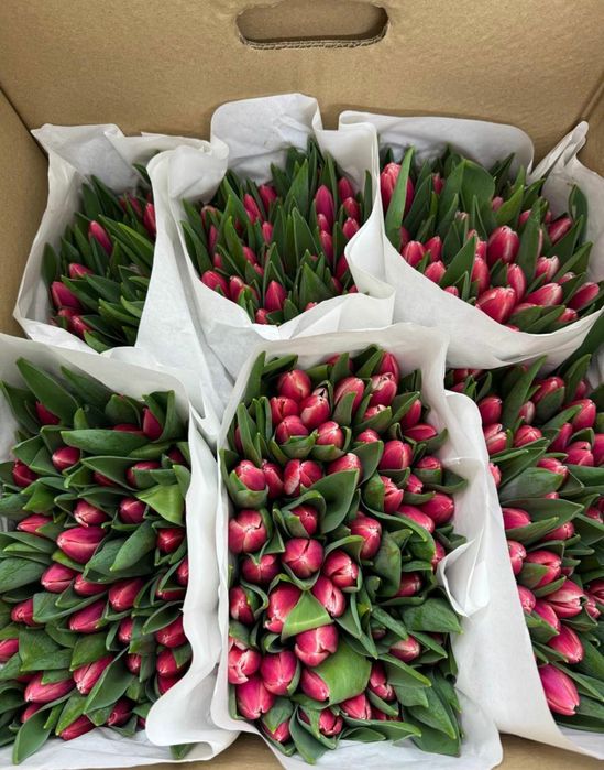 Тюльпаны голландский