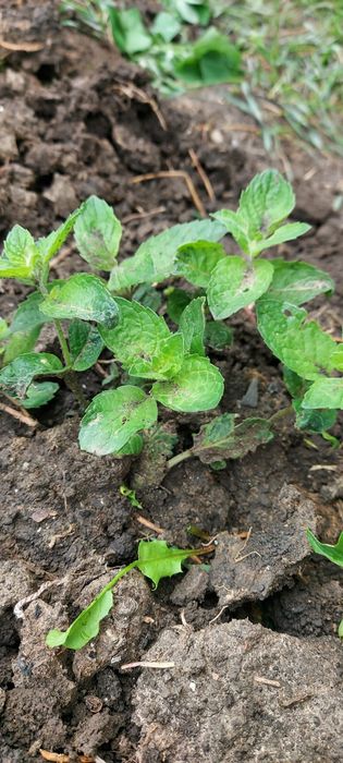 Menta olandeza aromata