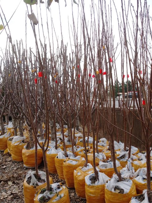 Sutuvda mevali kòchatlar bor