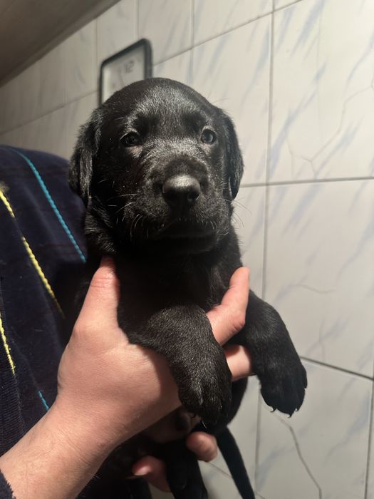 Лабрадор  щенки мальчики