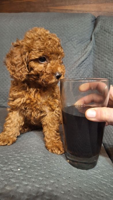 пуделчета играчка/момче и момиче/toy