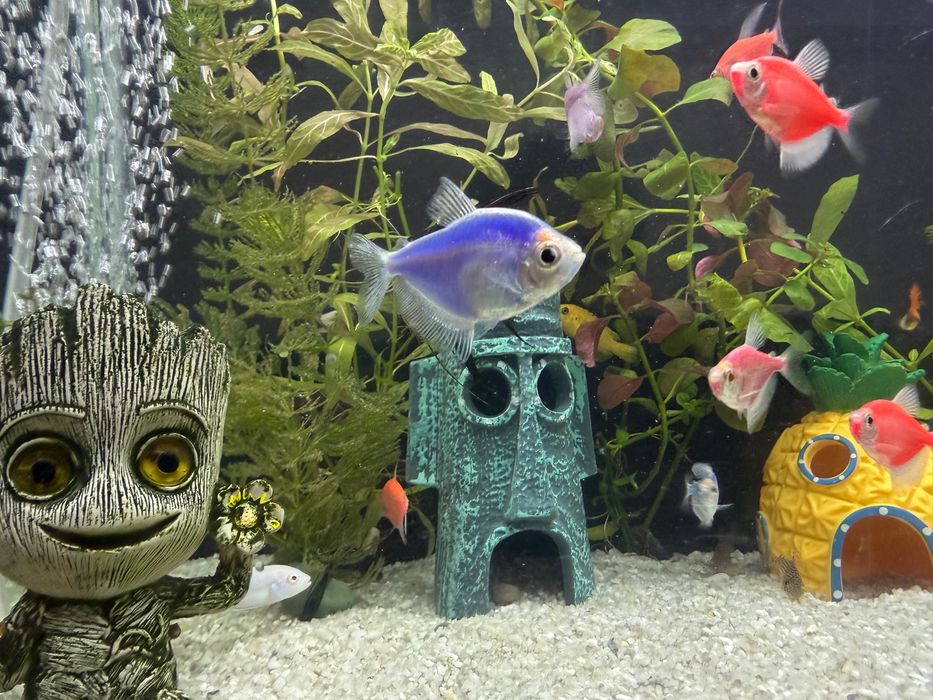 Рыбки, Аквариум