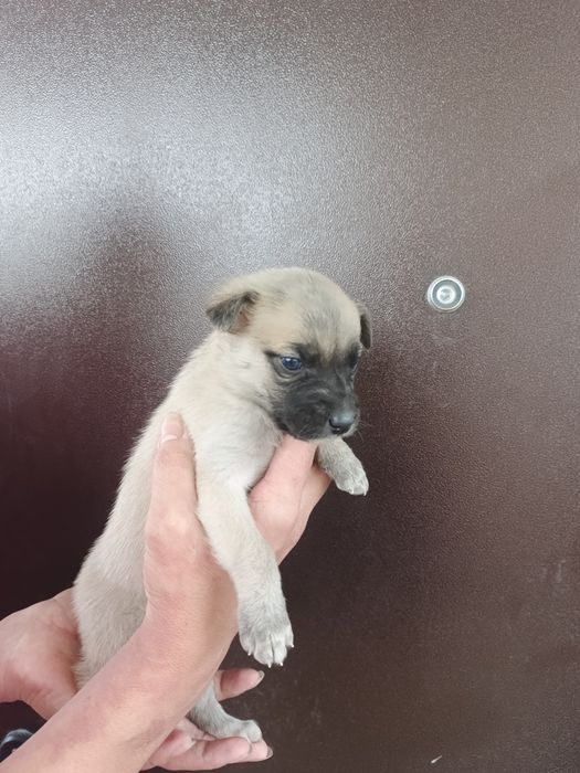 Щенки Бесплатно!