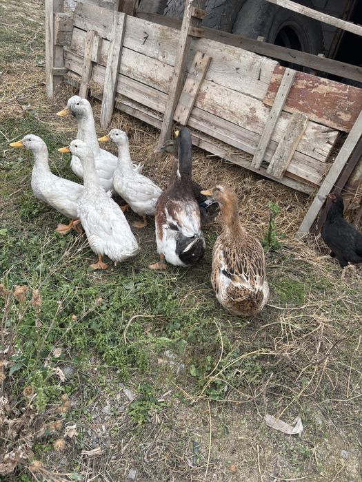 Продам уток Башкирская порода