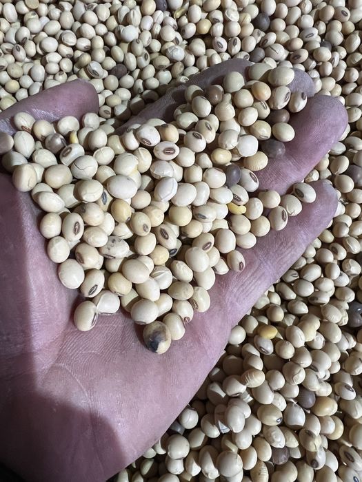 Соя семена тукымдык гмо канадский сорт