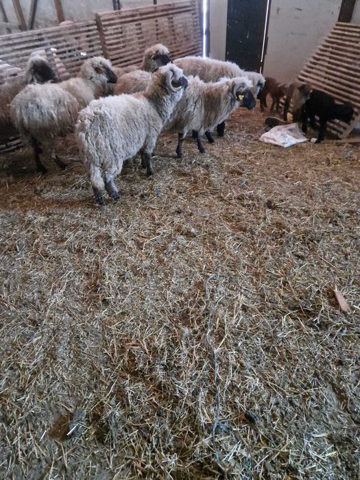 Vand oi  la 500 lei bucata