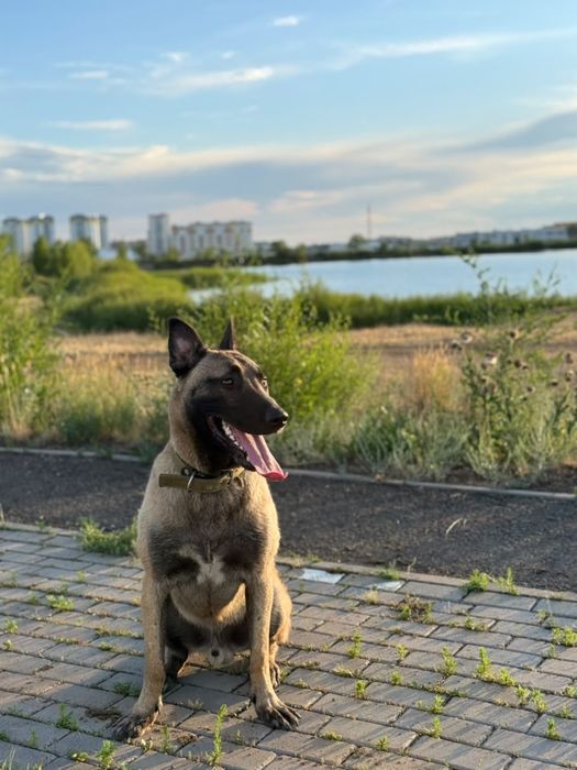 Бельгийкий овчарка