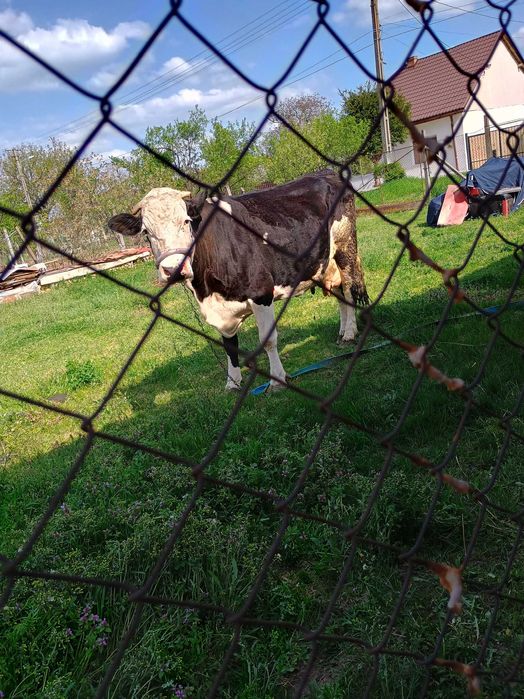 Vând vaca Holstein de 7 ani